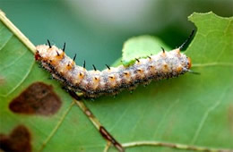 spiny oakworm moth caterpillar