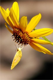 Coliadinae - Sulphur Butterfly