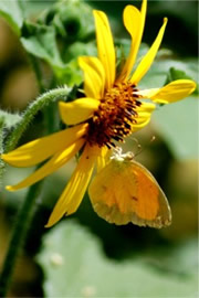 Coliadinae - Sulphur Butterfly