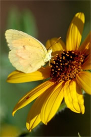 Coliadinae - Sulphur Butterfly