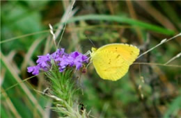Coliadinae - Sulphur Butterfly