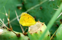 Coliadinae - Sulphur Butterfly