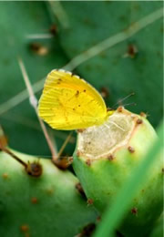 Coliadinae - Sulphur Butterfly