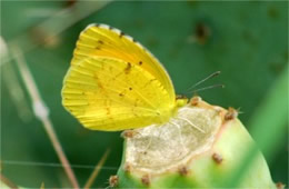 Coliadinae - Sulphur Butterfly