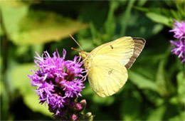 Colias philodice - Clouded Sulphur Butterfly