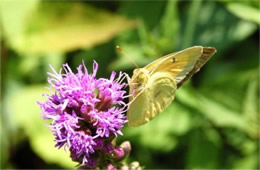 Colias philodice - Clouded Sulphur Butterfly