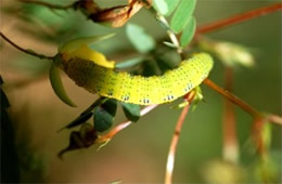 cloudless sulphur caterpillar