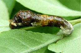 swallowtail caterpillar