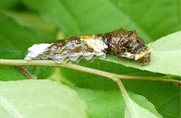 swallowtail caterpillar