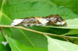 swallowtail caterpillar