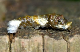 swallowtail caterpillar