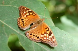 Asterocampa clyton - Tawny Emperor Butterfly