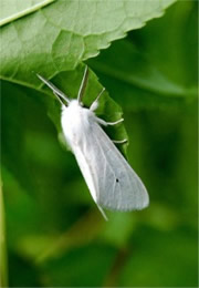 Spilosoma congrua - Agreeable Tiger Moth