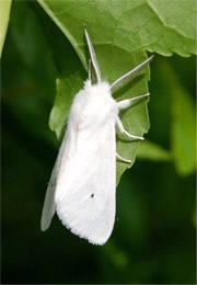 Spilosoma congrua - Agreeable Tiger Moth