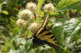 Papilio glaucus - Eastern Tiger Swallowtail