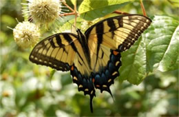 Papilio glaucus - Eastern Tiger Swallowtail