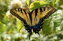 Papilio glaucus - Eastern Tiger Swallowtail