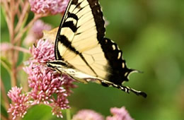 Papilio glaucus - Eastern Tiger Swallowtail