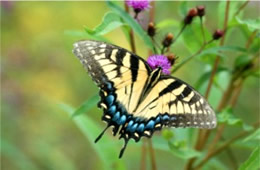 Papilio glaucus - Eastern Tiger Swallowtail