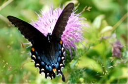 Papilio glaucus - Eastern Tiger Swallowtail