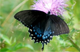 Papilio glaucus - Eastern Tiger Swallowtail