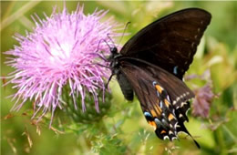 Papilio glaucus - Eastern Tiger Swallowtail