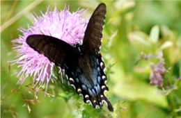 Papilio glaucus - Eastern Tiger Swallowtail