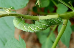 Manduca sexta - Carolina Sphinx Moth Caterpillar