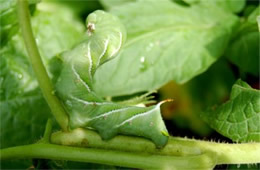 Manduca sexta - Carolina Sphinx Moth Caterpillar