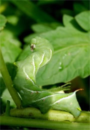 Manduca sexta - Carolina Sphinx Moth Caterpillar