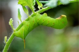 Manduca sexta - Carolina Sphinx Moth Caterpillar