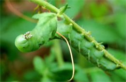 Manduca sexta - Carolina Sphinx Moth Caterpillar