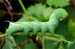 Manduca sexta - Carolina Sphinx Moth Caterpillar