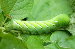 Manduca sexta - Carolina Sphinx Moth Caterpillar