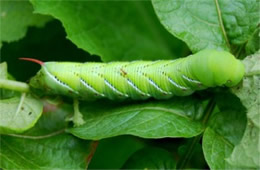 Manduca sexta - Carolina Sphinx Moth Caterpillar