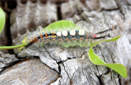 tussock moth caterpillar