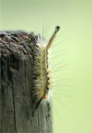 tussock moth caterpillar