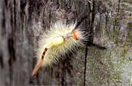 tussock moth caterpillar