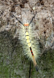 tussock moth caterpillar