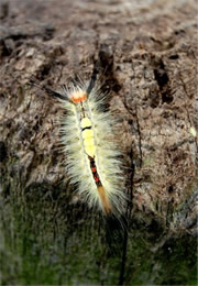 tussock moth caterpillar