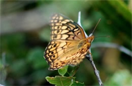 Euptoieta claudia - Variegated Fritillary Butterfly