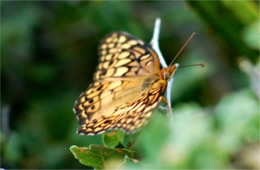 Euptoieta claudia - Variegated Fritillary Butterfly