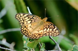 Euptoieta claudia - Variegated Fritillary Butterfly