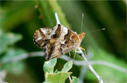 Euptoieta claudia - Variegated Fritillary Butterfly