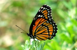 Limenitis archippus - Viceroy Butterfly