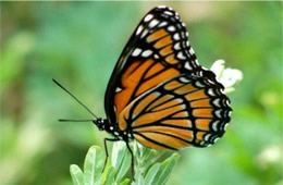 Limenitis archippus - Viceroy Butterfly