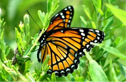 Limenitis archippus - Viceroy Butterfly