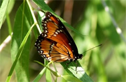 Limenitis archippus - Viceroy Butterfly