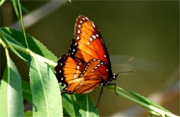 Limenitis archippus - Viceroy Butterfly