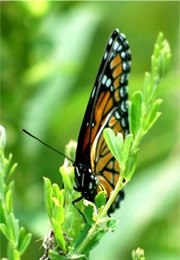 Limenitis archippus - Viceroy Butterfly